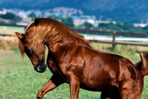 Rasa: koń akalteinsk. Opis